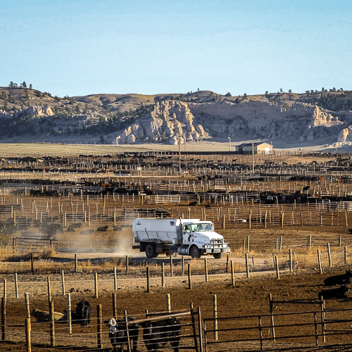 Truck in feedlot